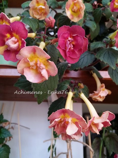  - xA Alexandra Shvelidze