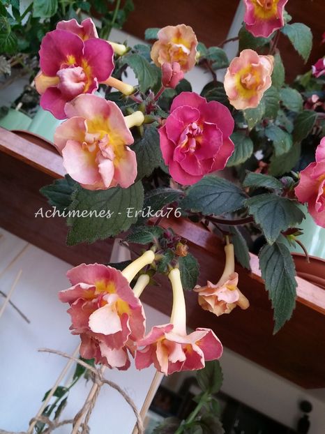  - xA Alexandra Shvelidze