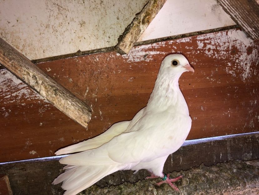 7009  femelă  2019 - Plecați ALBUM 2