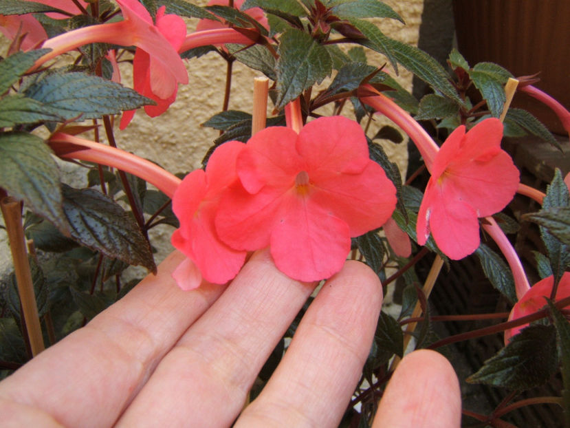 Tarantella - Achimenes flori