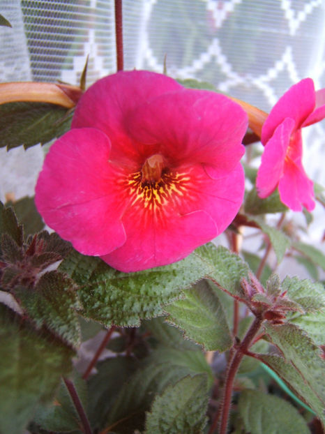 Serges fantasy - Achimenes flori