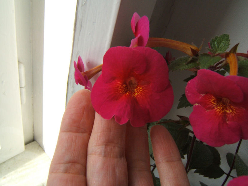 Serges fantasy - Achimenes flori