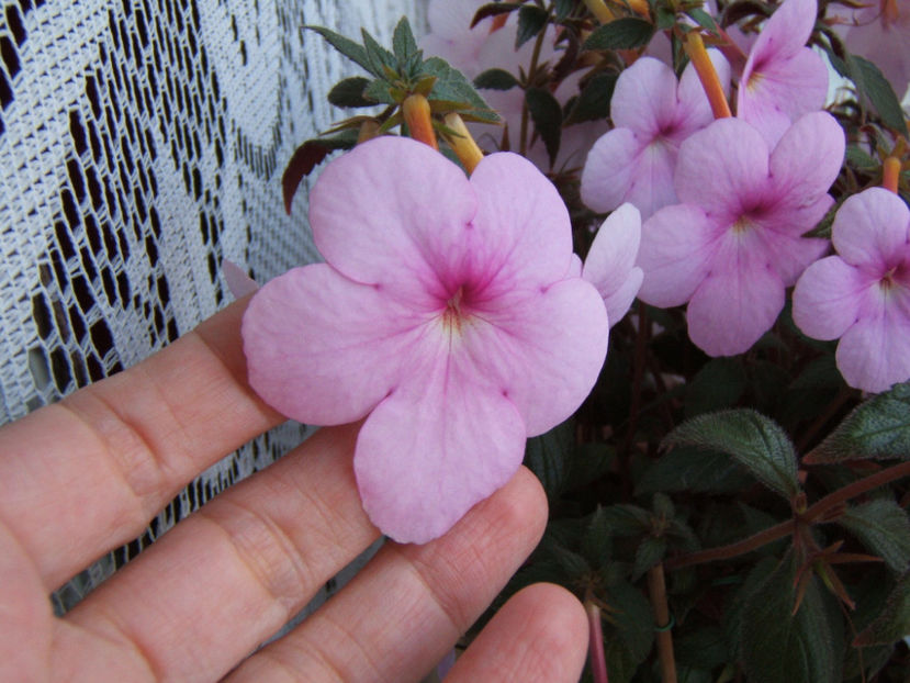 Peach blossom - Achimenes flori