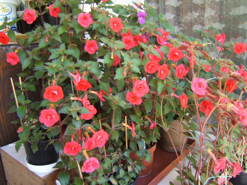 Stans delight 2019 - Achimenes flori