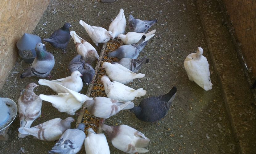  - 04 PUI TEXANI 2019