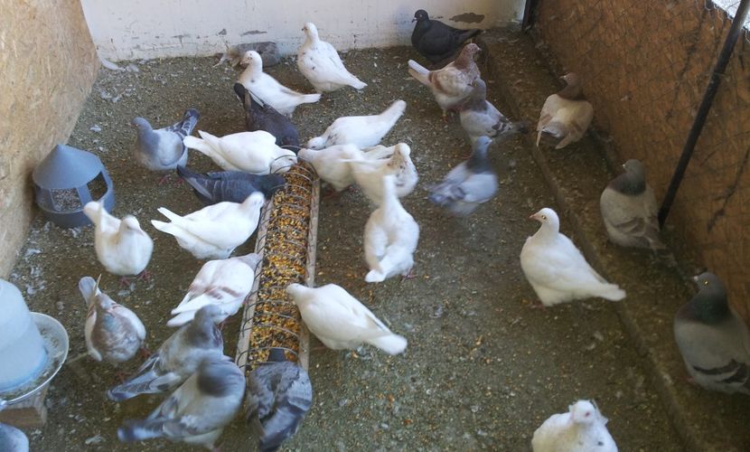  - 04 PUI TEXANI 2019