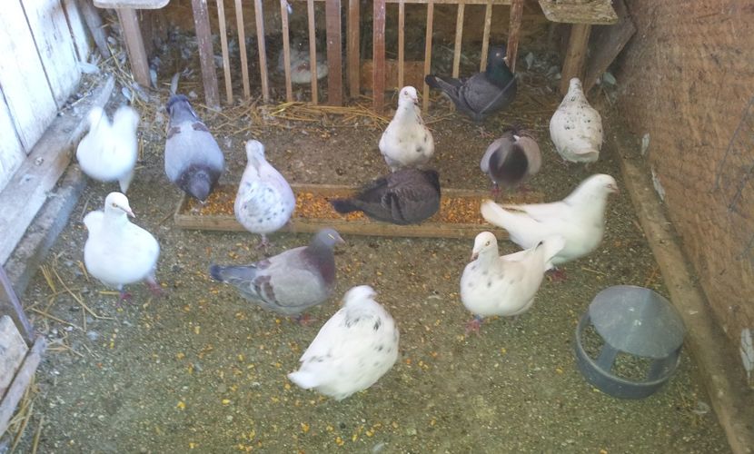  - 04 PUI TEXANI 2019