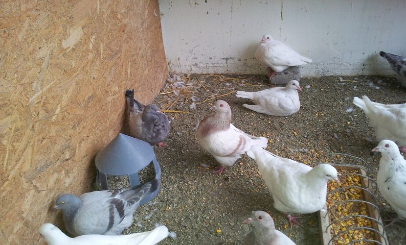  - 04 PUI TEXANI 2019