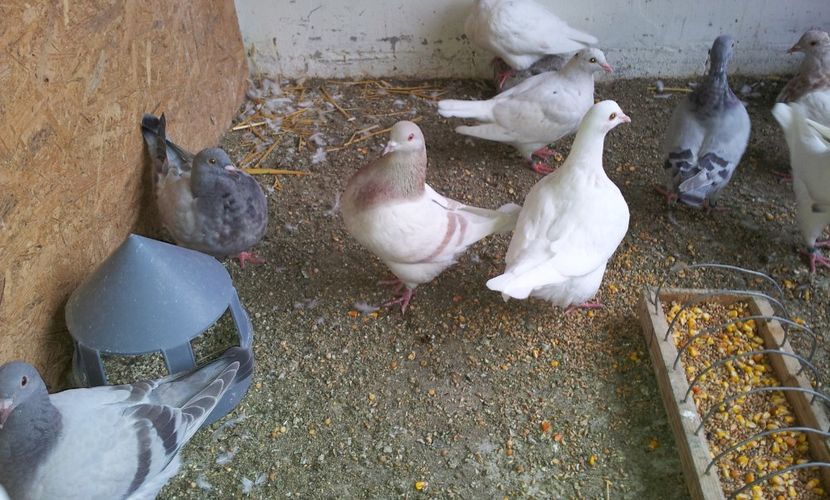  - 04 PUI TEXANI 2019