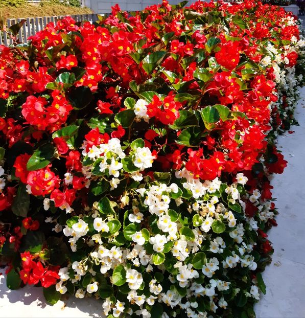  - Flori de Gradina Primavara -Vara 2019