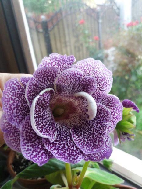 45 - gloxinia 2019