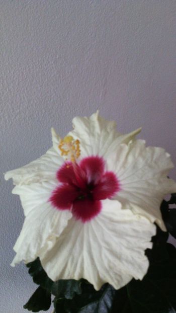  - HIBISCUSI - 2019_2021-2022-2023