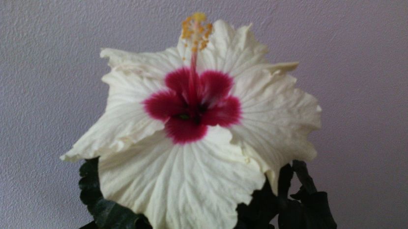  - HIBISCUSI - 2019_2021-2022-2023