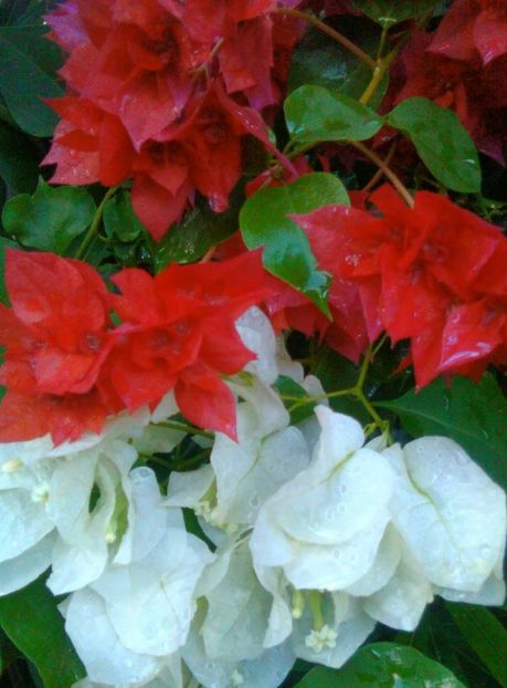  - bougainvillea 2019