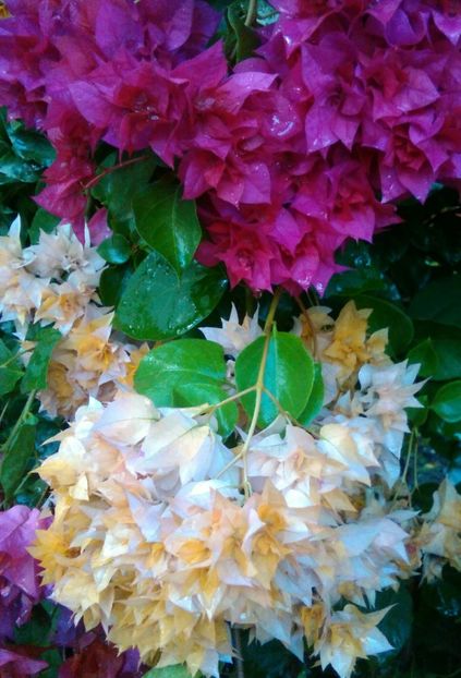  - bougainvillea 2019