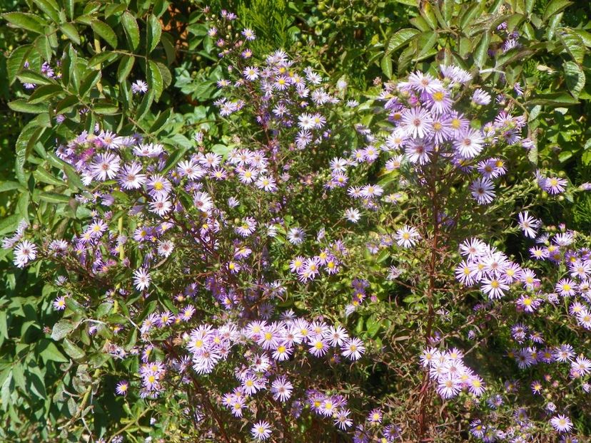 aster ericoides Esther - Dobarland 2019 4