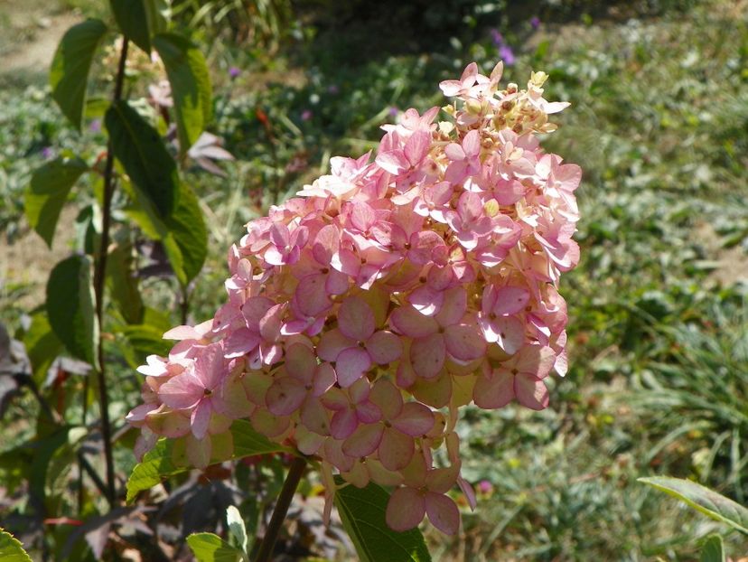 hydrangea pan. Fraise Melba - Dobarland 2019 4