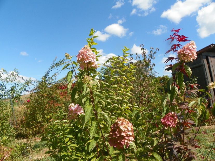 hydrangea pan. Fraise Melba - Dobarland 2019 4