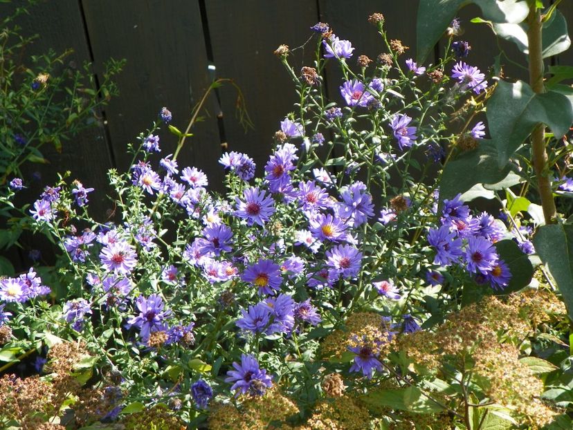 aster inalt - Dobarland 2019 4
