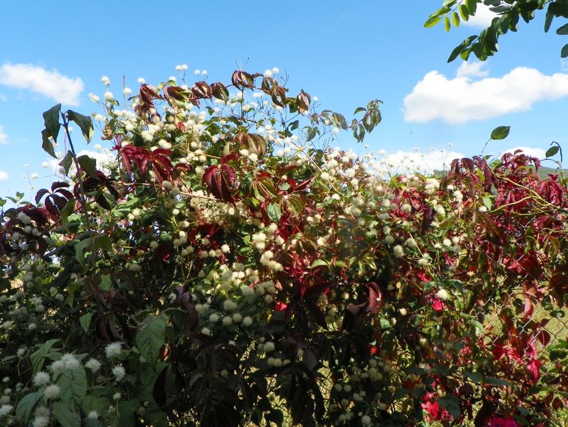 parthenocyssus si clematis Summer Snow - Dobarland 2019 4