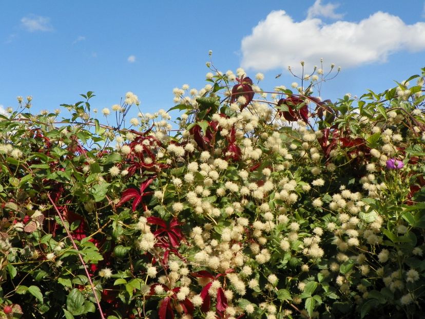 parthenocyssus si clematis Summer Snow - Dobarland 2019 4