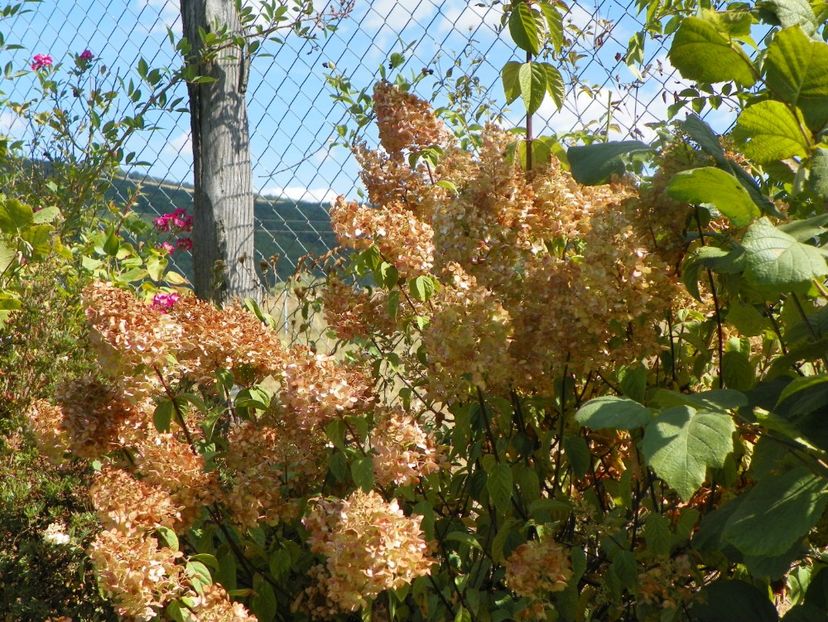 hydrangea pan. Sundae Fraise - Dobarland 2019 4