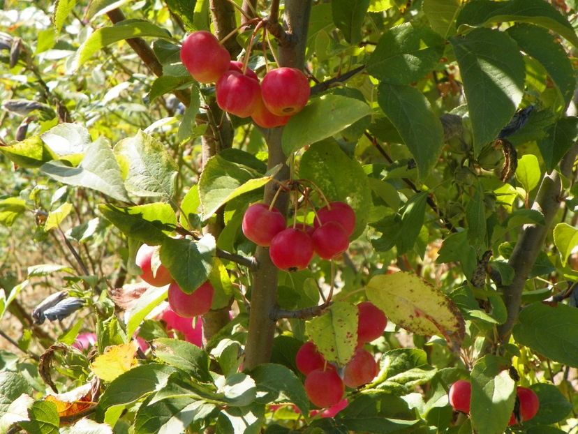 malus Red Sentinel - Dobarland 2019 4
