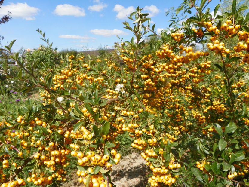pyracantha Soleil dOr - Dobarland 2019 4