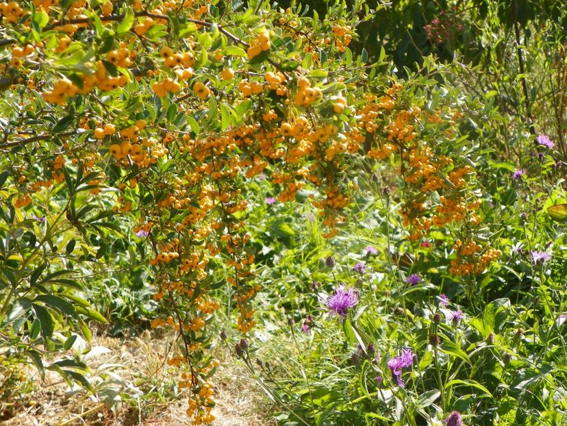 pyracantha Soleil dOr - Dobarland 2019 4