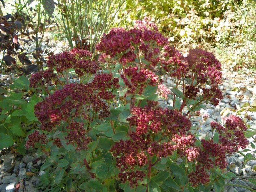 sedum Carl - Dobarland 2019 4