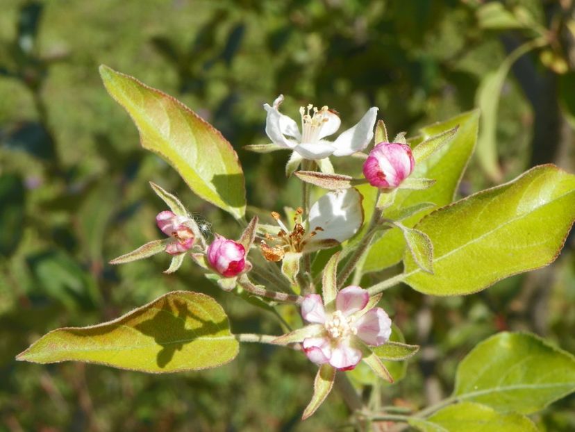 mar Golden Delicious - inflorit in septembrie - Dobarland 2019 4