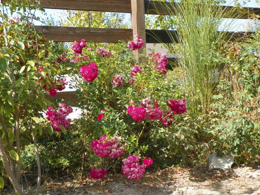 Super Excelsa si miscanthus - Dobarland 2019 4