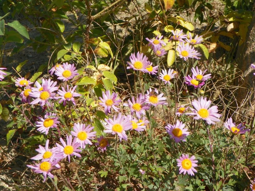 crizanteme Clara Curtis - Dobarland 2019 4