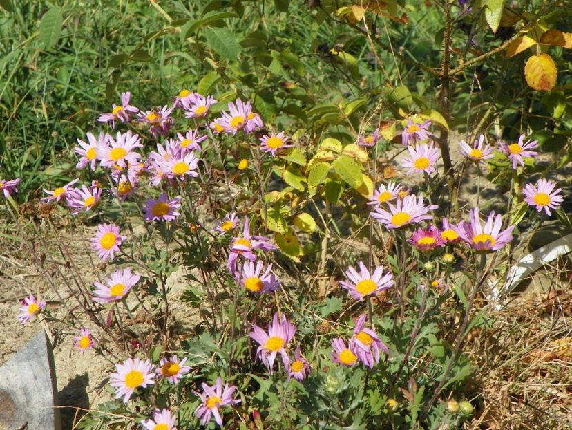 crizanteme Clara Curtis - Dobarland 2019 4