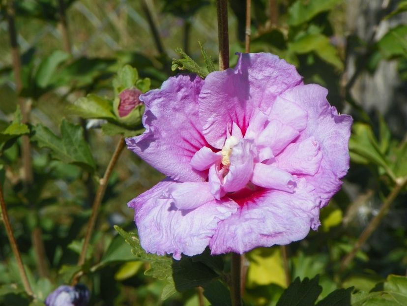 hibiscus syr. Lavender Chiffon - Dobarland 2019 4