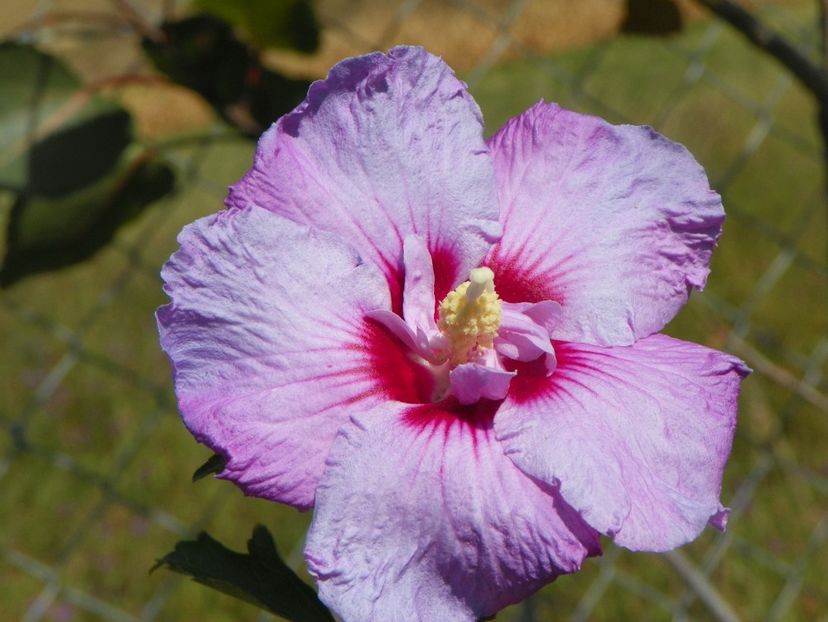 hibiscus syr. Lavender Chiffon - Dobarland 2019 4