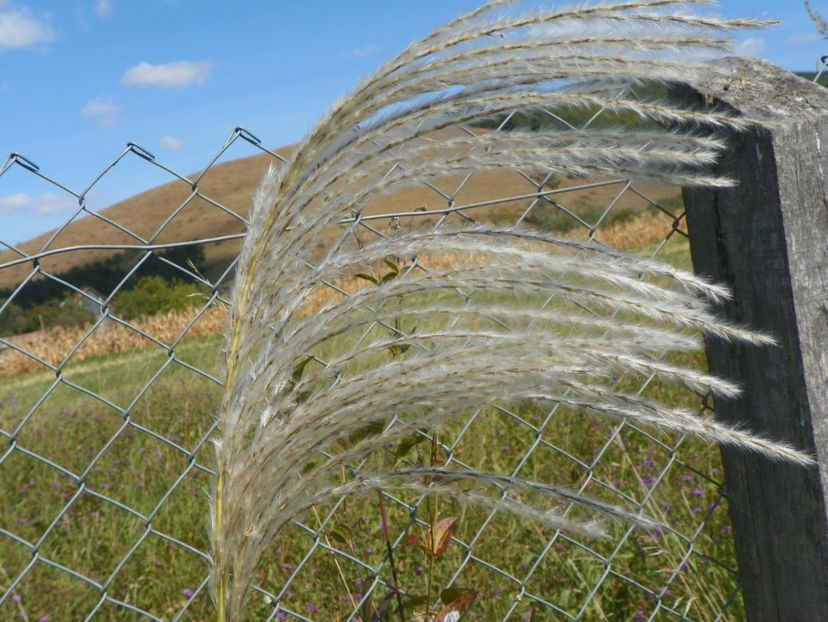 miscanthus sin. Memory - Dobarland 2019 4