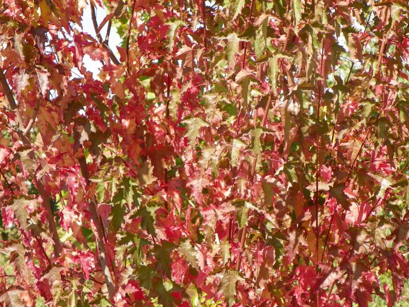 acer tataricum - Dobarland 2019 4