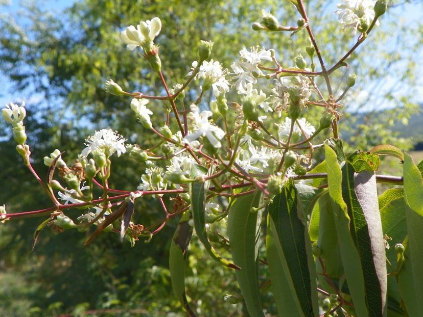 heptacodium miconioides - Dobarland 2019 4