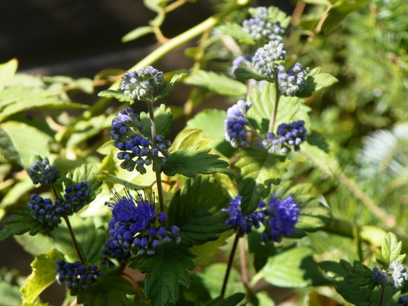 caryopteris clandonensis - Dobarland 2019 4