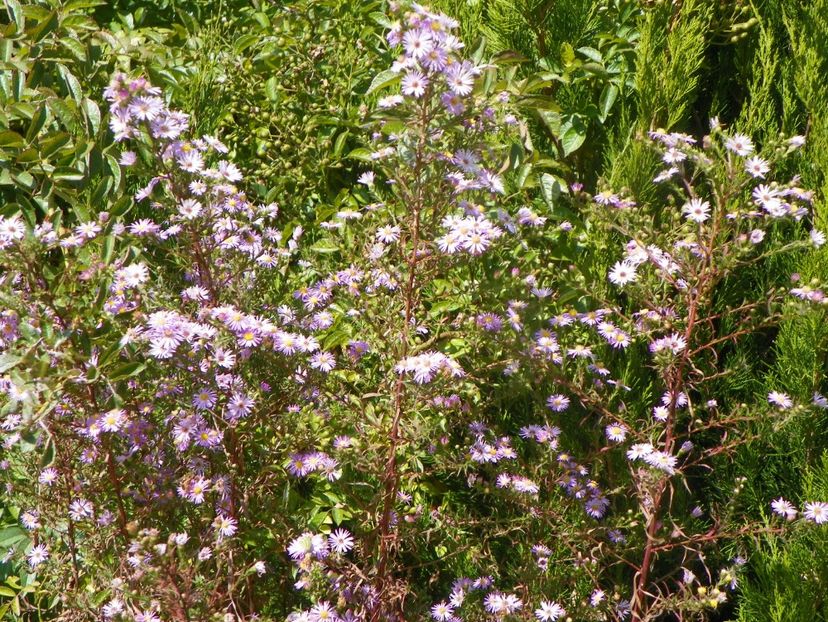 aster ericoides Esther - Dobarland 2019 4