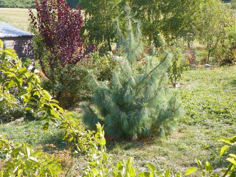 pinus wallichiana - Dobarland 2019 4