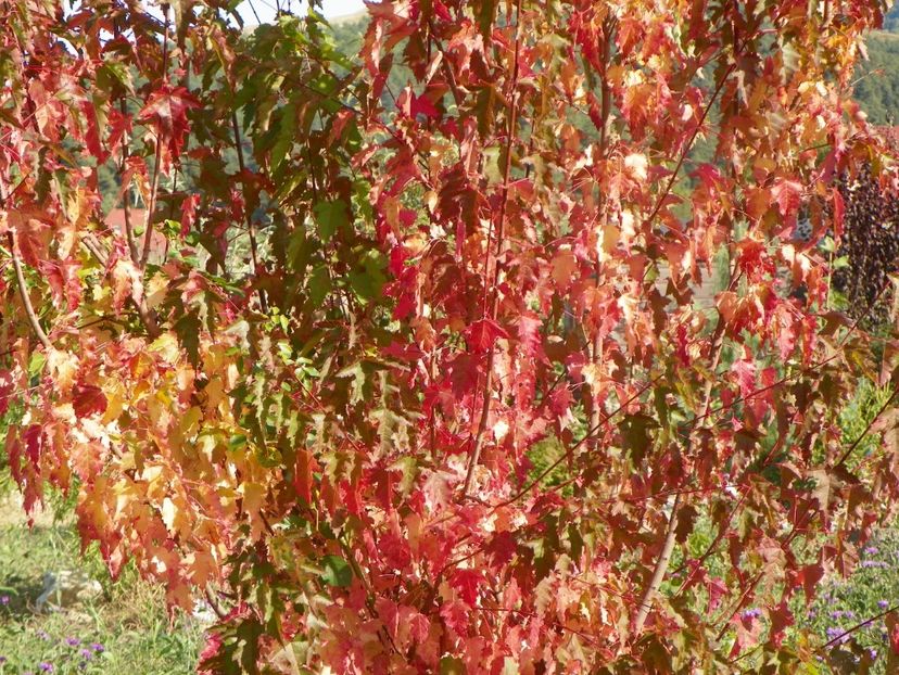 acer tataricum - Dobarland 2019 4