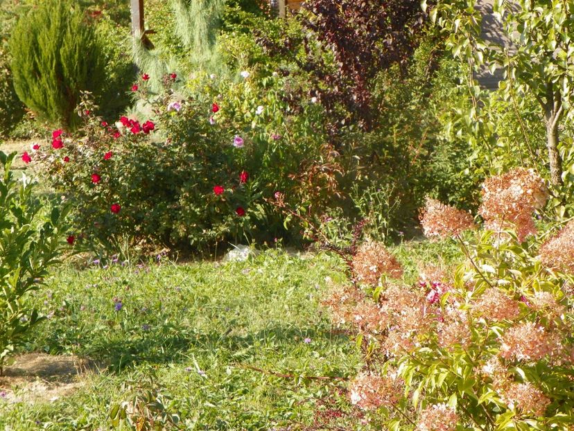 hydrangea pan. Phantom si Zeelandia - Dobarland 2019 4