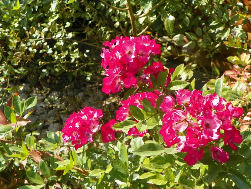 Red Ballerina - Trandafiri 2019 5