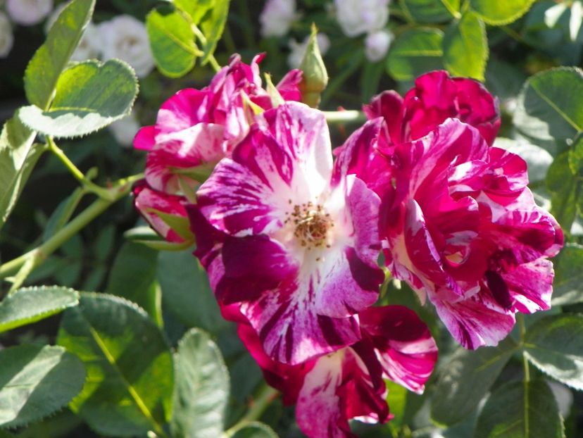 Purple Splash - Trandafiri 2019 5