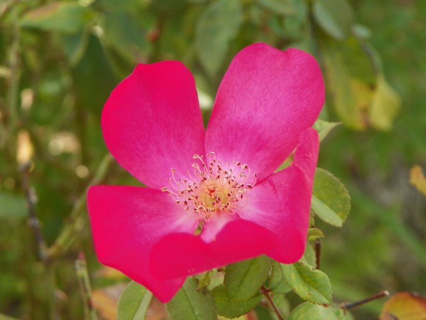Rose of Picardy - Trandafiri 2019 5