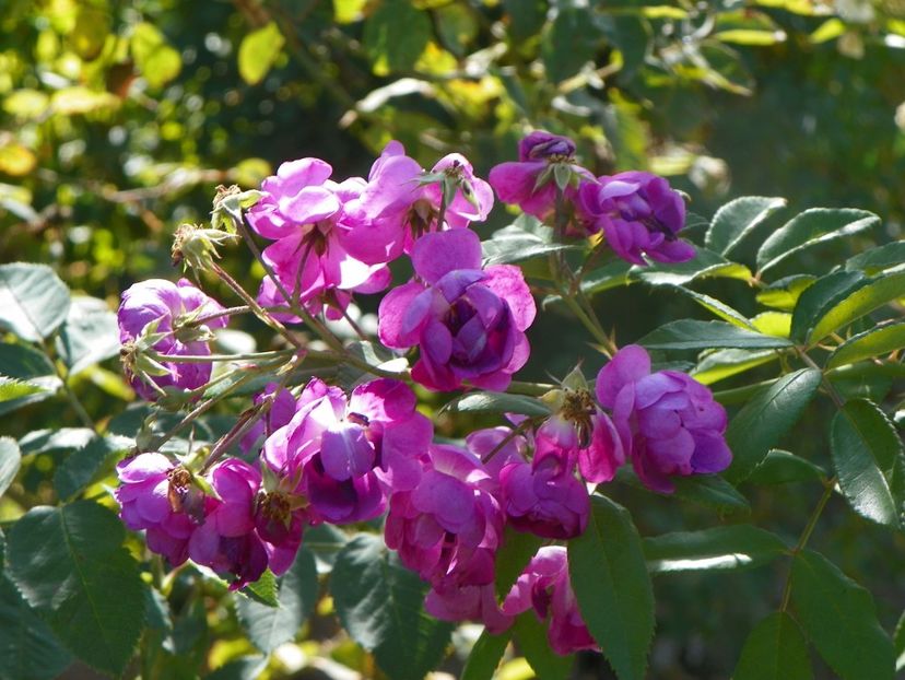 Purple Skyliner - Trandafiri 2019 5