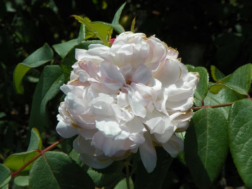 White Jacques Cartier - Trandafiri 2019 5