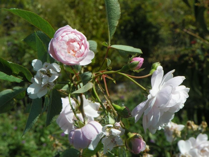 Rose Delacroix - Trandafiri 2019 5